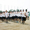 15-mukade-1